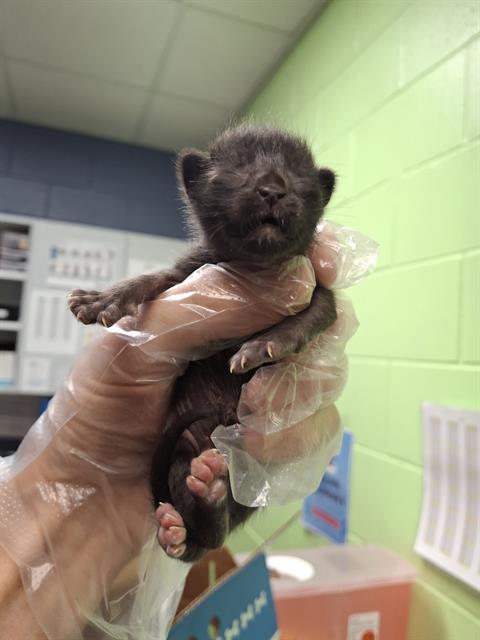 adoptable Cat in Jacksonville, FL named BAILEY