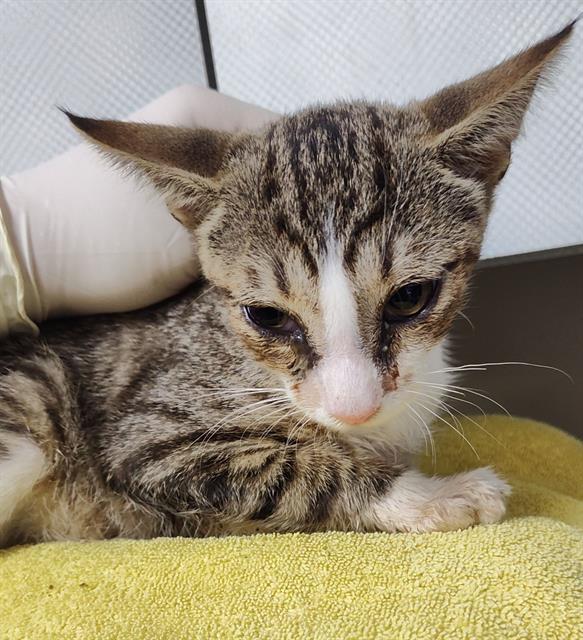 adoptable Cat in Jacksonville, FL named JINX