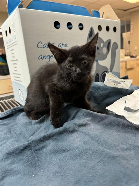 adoptable Cat in Jacksonville, FL named GARTH