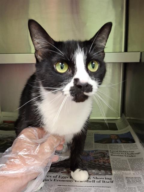 adoptable Cat in Jacksonville, FL named MITTENS