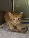 adoptable Cat in Jacksonville, FL named OPIE