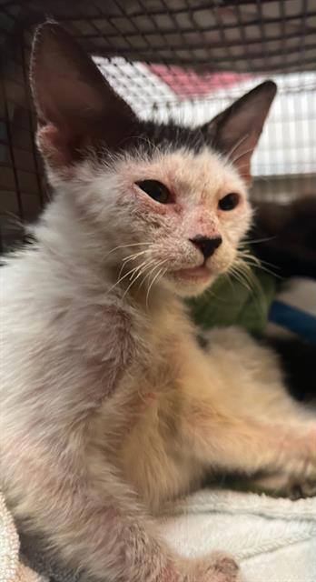 adoptable Cat in Jacksonville, FL named CONNIE TUCKER