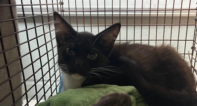 adoptable Cat in Jacksonville, FL named COOPER