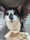 adoptable Cat in Jacksonville, FL named TWINKIE