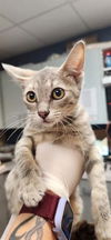 adoptable Cat in Jacksonville, FL named WINIFRED SANDERSON