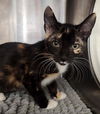 adoptable Cat in Jacksonville, FL named SOM TAM