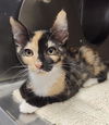 adoptable Cat in Jacksonville, FL named MAPO TOFU