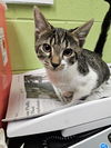 adoptable Cat in Jacksonville, FL named JUMPER