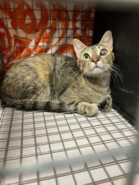 adoptable Cat in Jacksonville, FL named TWIX