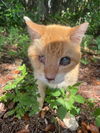 adoptable Cat in Jacksonville, FL named SHERWIN