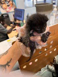 adoptable Cat in Jacksonville, FL named ROBIN