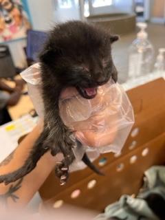 adoptable Cat in Jacksonville, FL named BATMAN