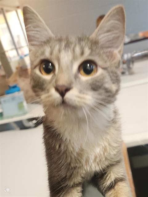 adoptable Cat in Jacksonville, FL named LADY FLUFFINGTON