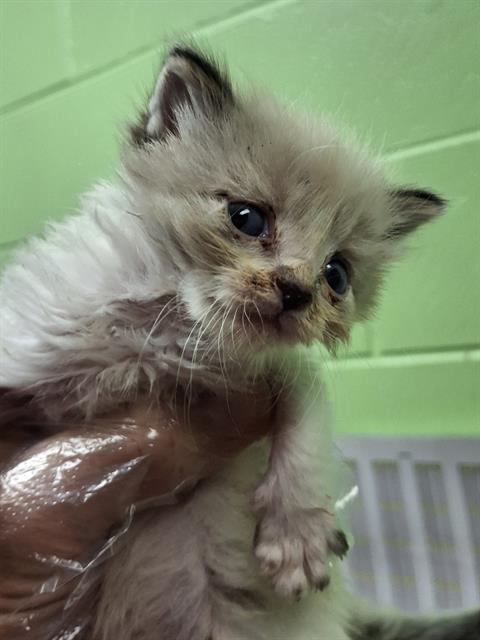 adoptable Cat in Jacksonville, FL named COCOA PUFF