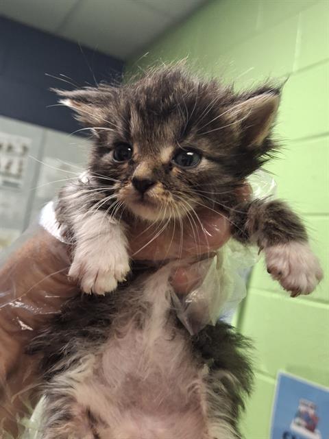 adoptable Cat in Jacksonville, FL named ROCKET