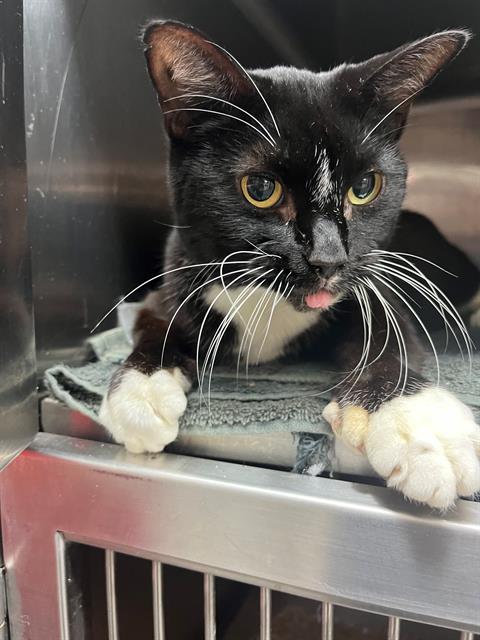 picture of the cat needing adoption