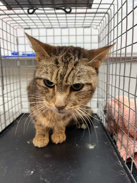 picture of the cat needing adoption