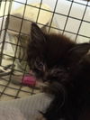 adoptable Cat in  named FETTUCINE