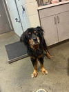 adoptable Dog in  named ROCKO