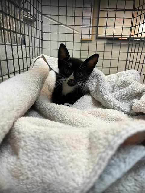 adoptable Cat in Jacksonville, FL named APPLE JACKS