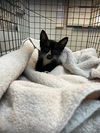 adoptable Cat in  named APPLE JACKS