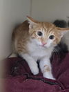 adoptable Cat in  named TAS