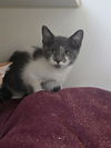 adoptable Cat in  named NYX