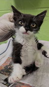 adoptable Cat in  named OREO COOKIE