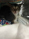 adoptable Cat in  named GOOSEY POO