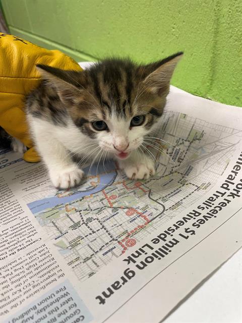 adoptable Cat in Jacksonville, FL named LUCCA