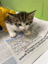 adoptable Cat in  named LUCCA