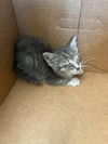 adoptable Cat in , FL named WILLOW