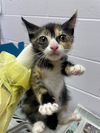 adoptable Cat in , FL named DYLAN