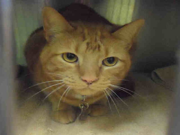 MILO