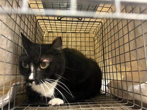 picture of the cat needing adoption