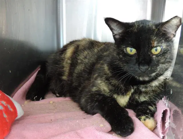 Sprinkles - Domestic Medium Hair