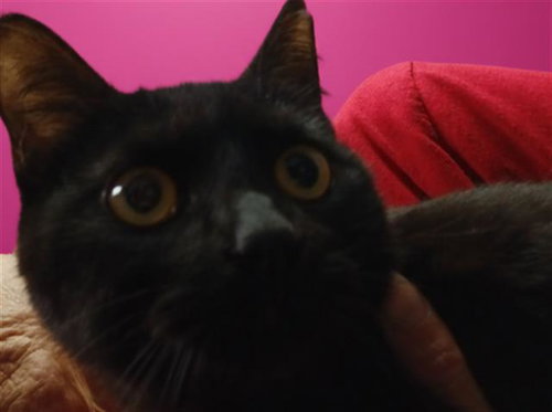 picture of the cat needing adoption