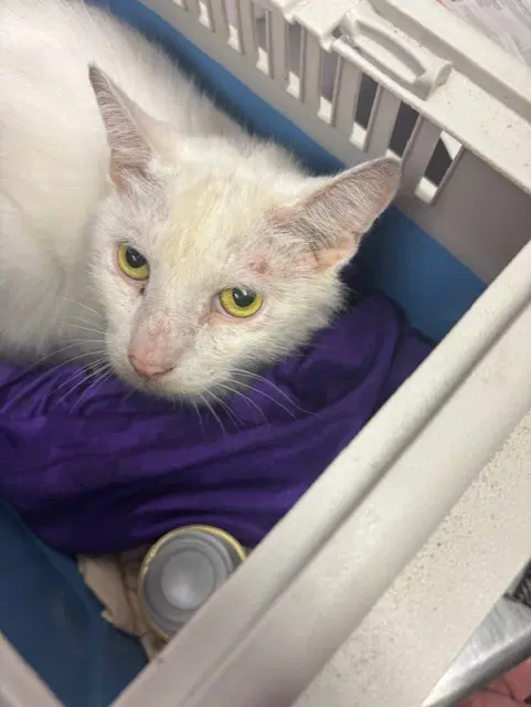 Casper - Domestic Short Hair