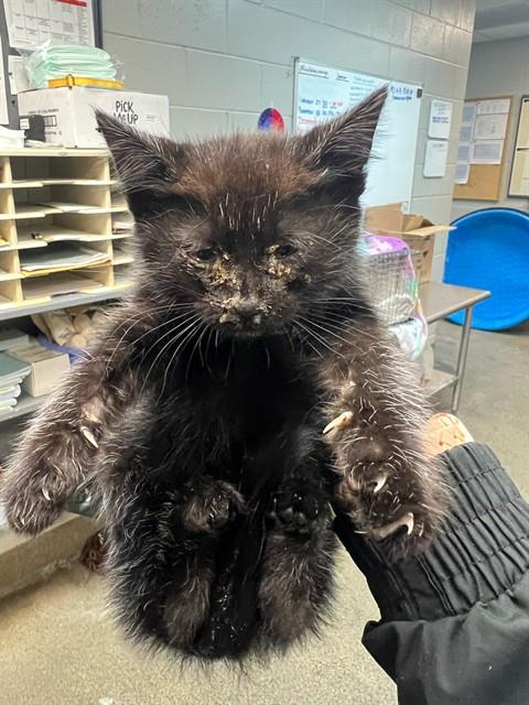 picture of the cat needing adoption