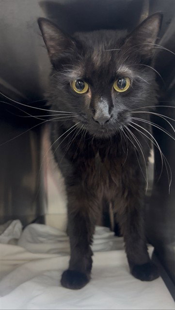 SALEM