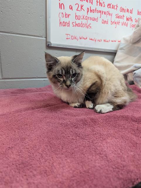 picture of the cat needing adoption