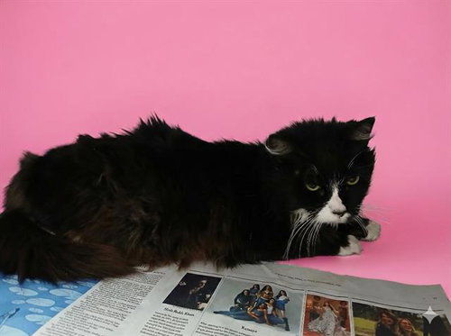 picture of the cat needing adoption