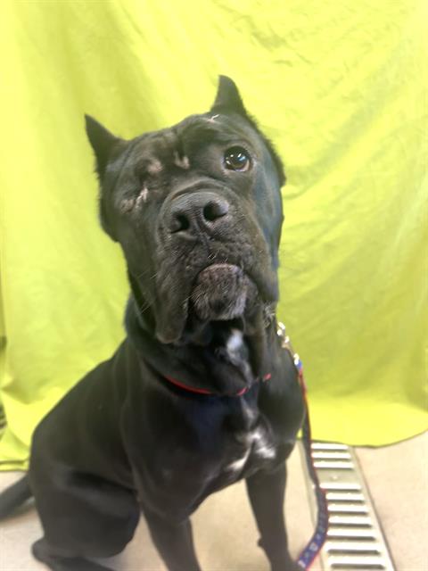 Mastiff