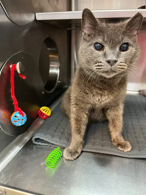 Cully - Domestic Short Hair