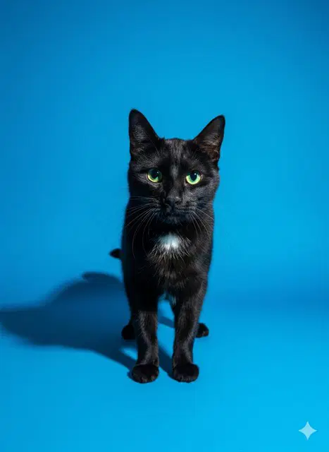 Carol - Domestic Short Hair
