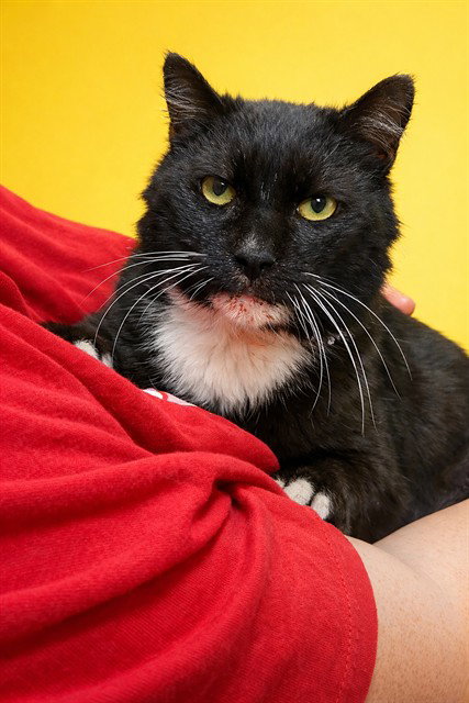 FREDDY, an adoptable Domestic Short Hair in Jacksonville, FL