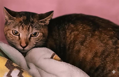SISSY, an adoptable Domestic Short Hair in Jacksonville, FL
