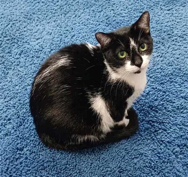 Adiva - Domestic Short Hair
