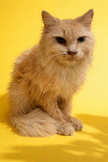 LUCY, an adoptable Domestic Long Hair in Jacksonville, FL