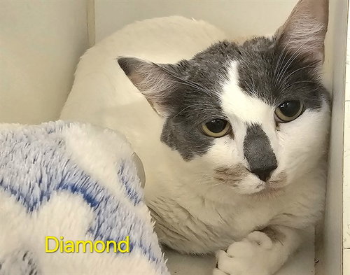 DIAMOND, an adoptable Domestic Short Hair in Jacksonville, FL
